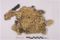 藏品(擬梅衣屬 )的圖片